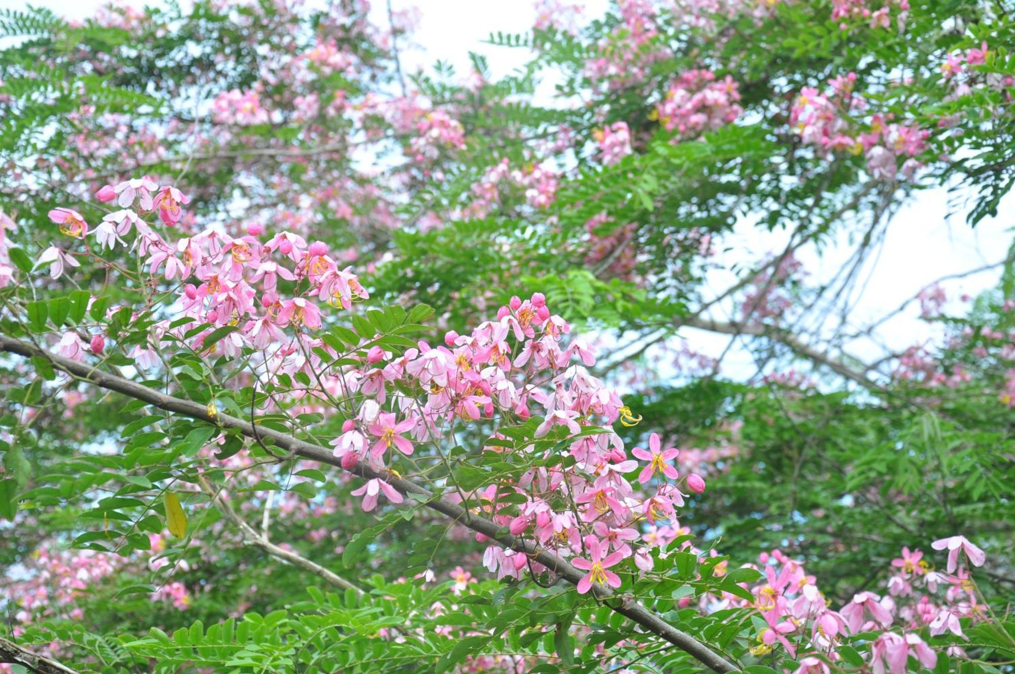 Thuy Tien Ecolodge 吉仙 外观 照片